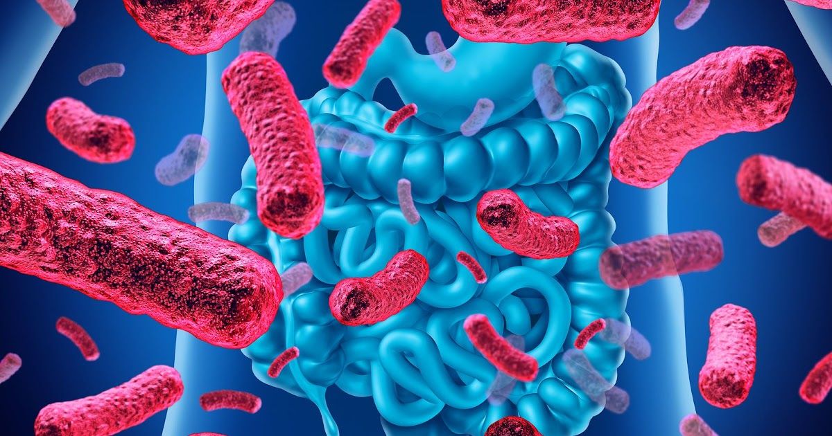 Microbiota intestinal: O intestino influencia.